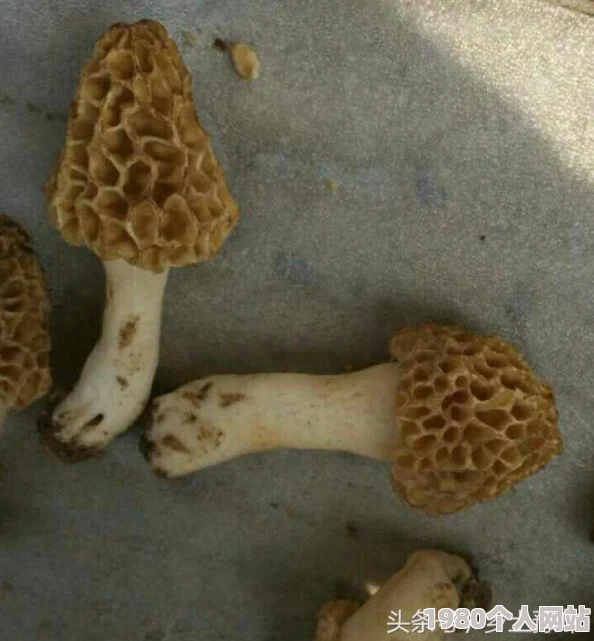 宝贝你好湿原标题曝光引发网友热议内容低俗传播途径正在调查