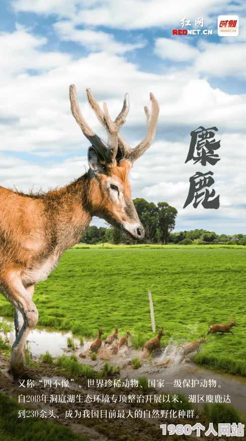 酌鹿古老传说启迪当代生态文明建设