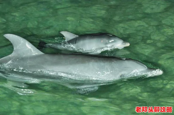 露玛岛探险指南：深入森林区域，揭秘具体材料与生态奇观